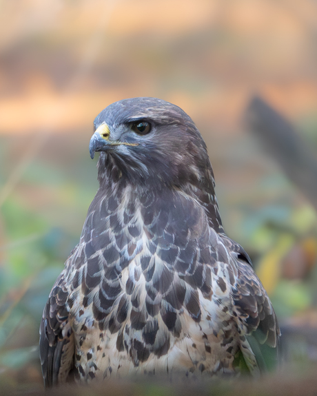 Buizerd 