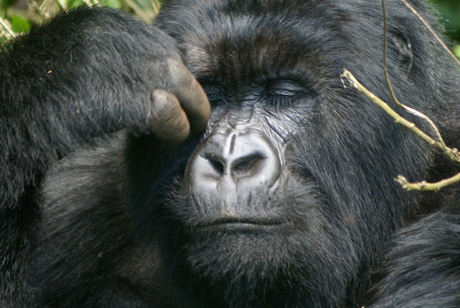 Peinzende berg gorilla Rwanda