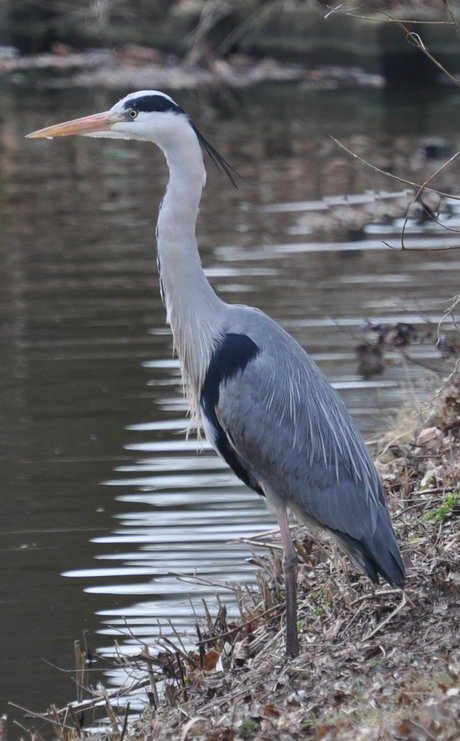 Blauwe Reiger 2