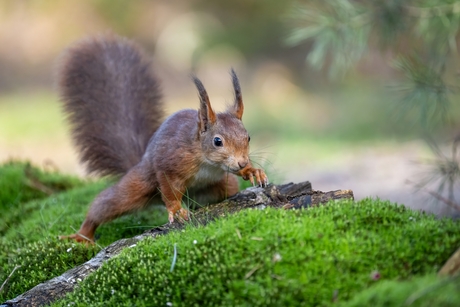 Eekhoorntje