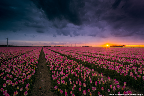 Tulpen zonsondergang