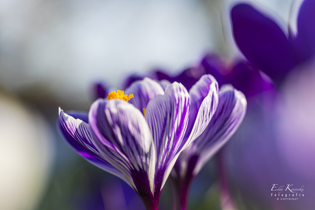 Kro-kusjes in het veld!