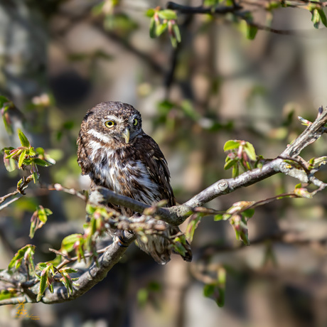 Dwerguiltje op een tak met voorjaarsgroen