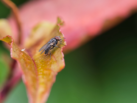 Fannia spec. (Latrinevliegen)