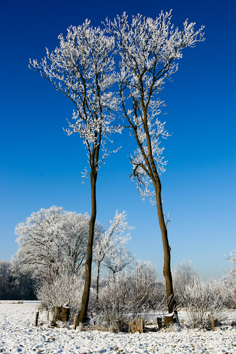 winterse vrienden