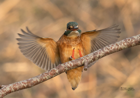 Landing IJsvogel