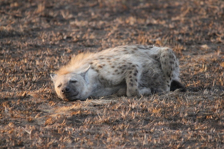 Hyena