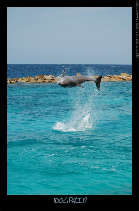 Dolphin IV