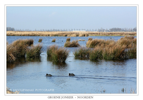 Natuurgebied De Groene jonker II