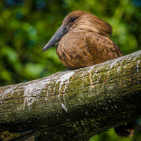 Hamerkop