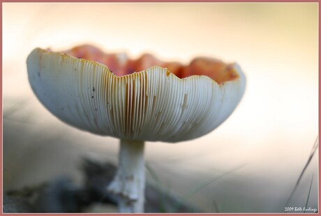 Op een grote paddenstoel...