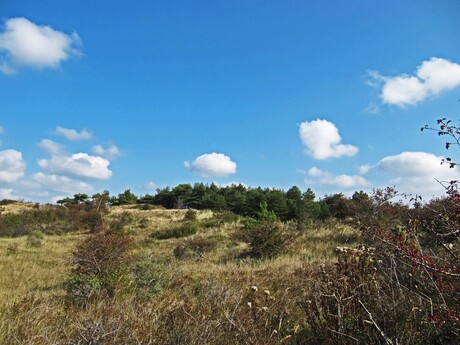 Kennemerduinen