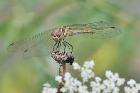 Libel in eigen tuin