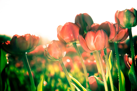 Bloemen in de zon