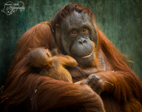 Trotse mama Orangutan met kleintje