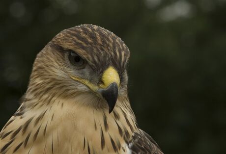 Koningsbuizerd