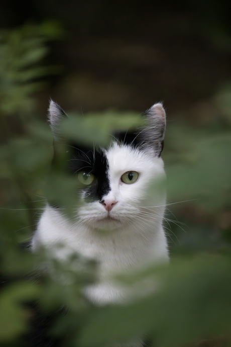 zwart witte kat  (Zorro)