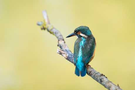 ijsvogel