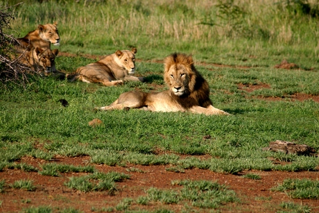 leeuwen familie met waakzame leeuw