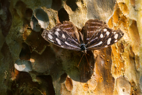 Phaedyma columella - Wikipedia