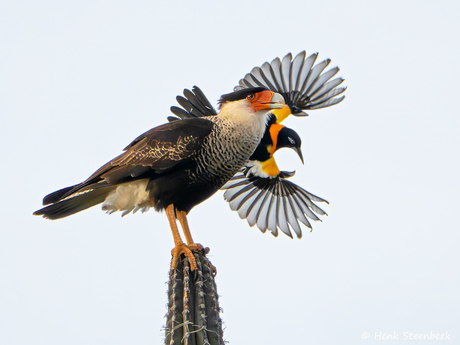 Troepiaal scheert langs Kuifcaracara