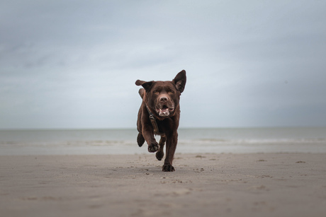 Grijze geweldige stranddag