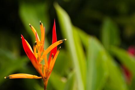 Costa Rica, bloem 6