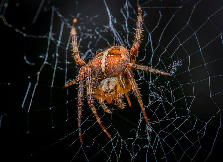 Spin in web