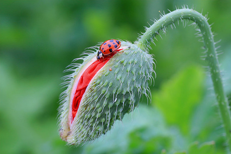 rood op rood