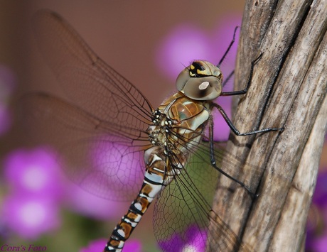 Mijn eerste Libelle