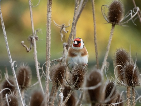 Putters (distelvinken)