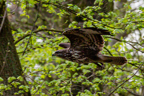 Buizerd