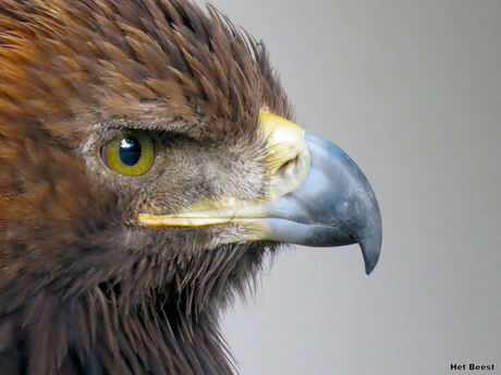 Buizerd