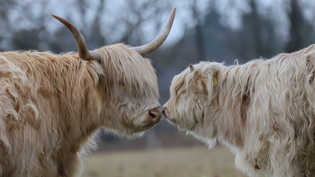 Mothers' love