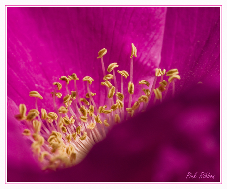 Pink Ribbon macro