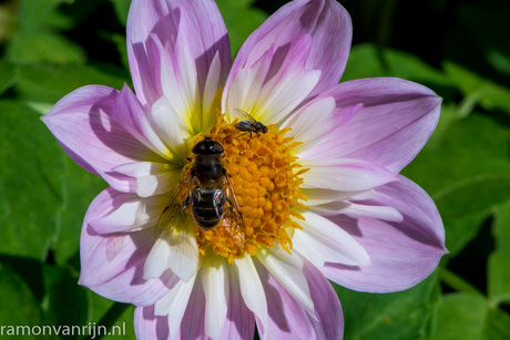 Botanische Tuinen Utrecht-239.jpg