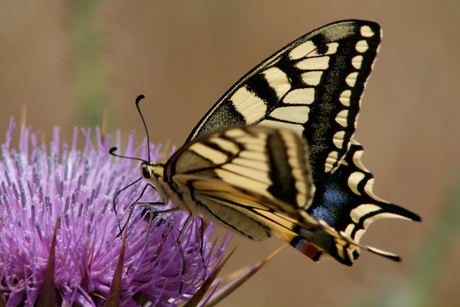 Cypriotische vlinder