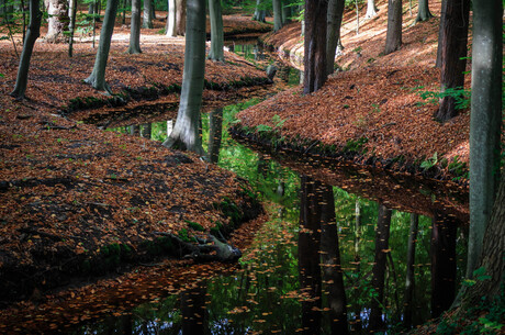 Sloot herfstbos