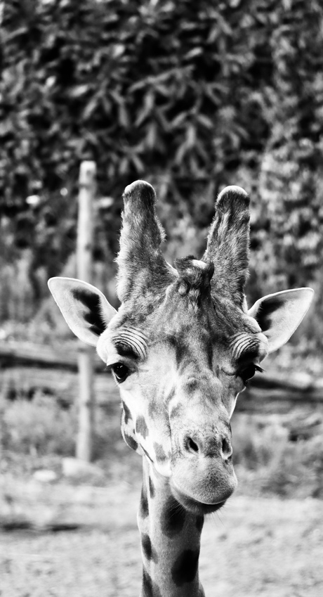 Giraffe beauty 