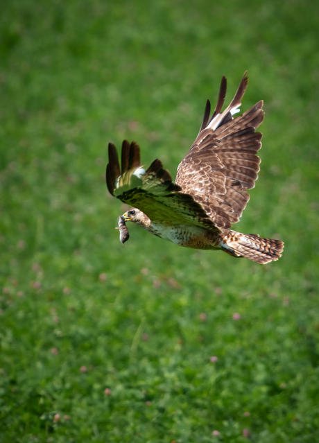 Buizerd met prooi