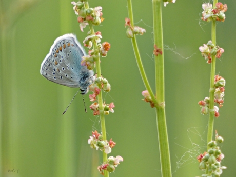 Zuring bloemetjes met een blauwtje