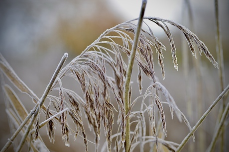 Bevroren riet