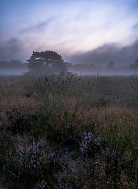 paarse Veluwe