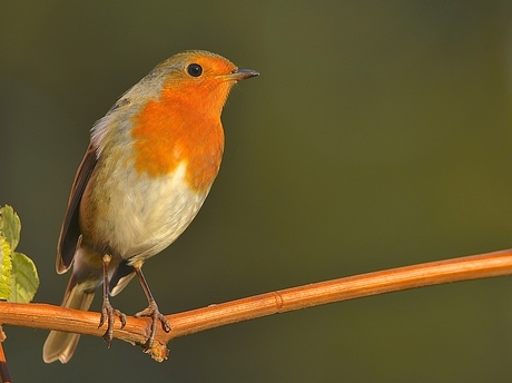 Roodborst in de tuin