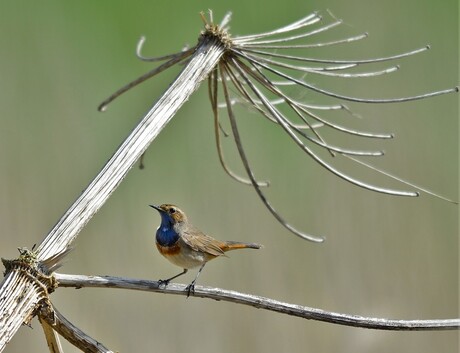 Blauwborst op de uitkijk