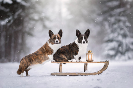 Corgi's in de sneeuw