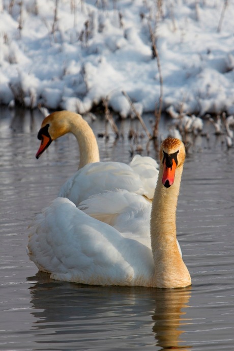 zwanen in winterlandschap