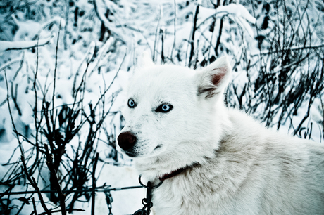 The White Huskey