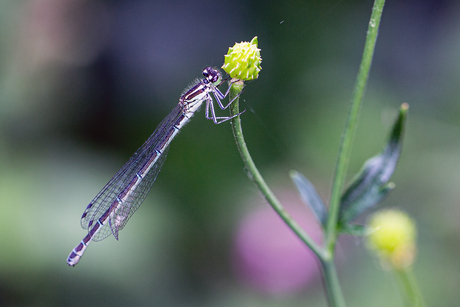 libelle