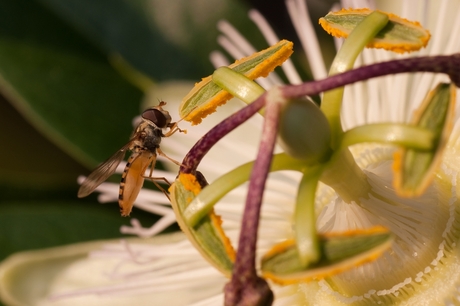 Zweefvlieg op Passiebloem